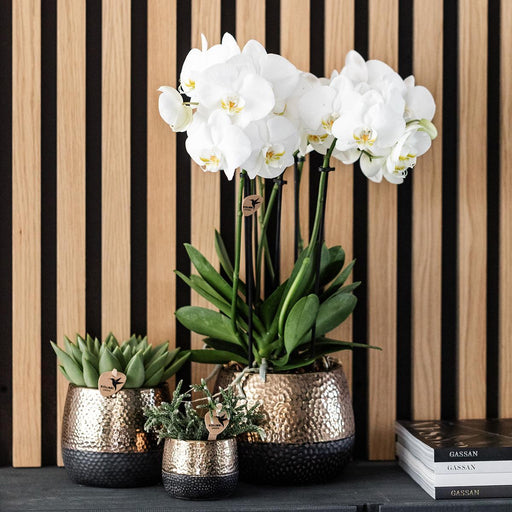 Gul-Rød Phalaenopsis Orkidé Med Elite Kobberpotte