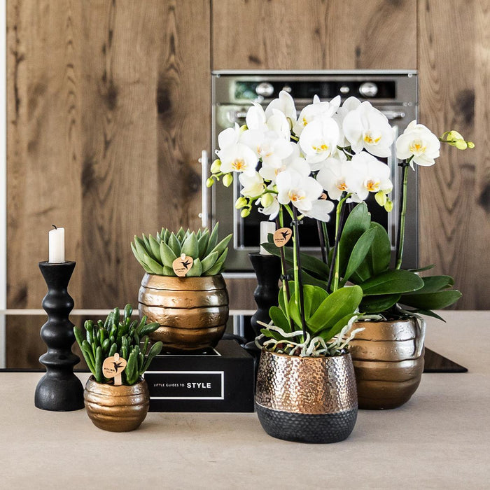 Gul-Rød Phalaenopsis Orkidé Med Elite Kobberpotte
