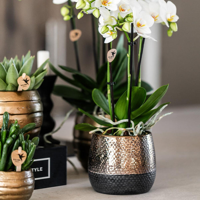 Gul-Rød Phalaenopsis Orkidé Med Elite Kobberpotte