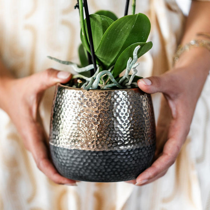 Gul-Rød Phalaenopsis Orkidé Med Elite Kobberpotte