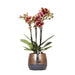 Gul-Rød Phalaenopsis Orkidé Med Elite Kobberpotte