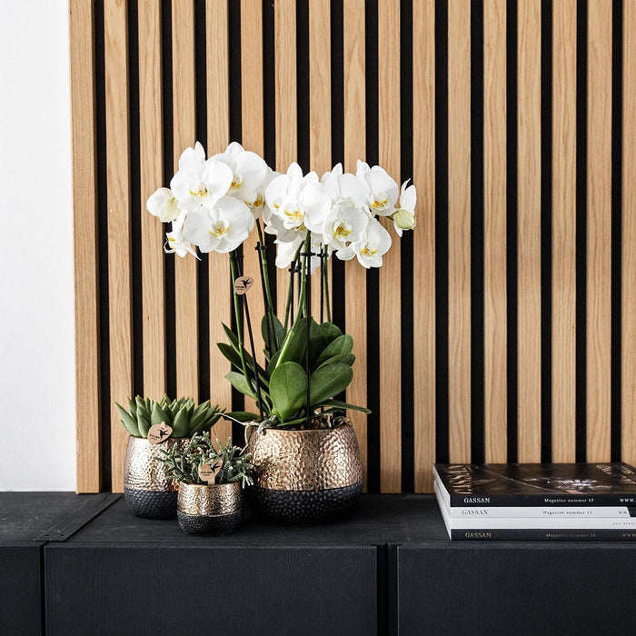 Gul-Rød Phalaenopsis Orkidé Med Elite Kobberpotte