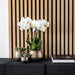 Gul-Rød Phalaenopsis Orkidé Med Elite Kobberpotte