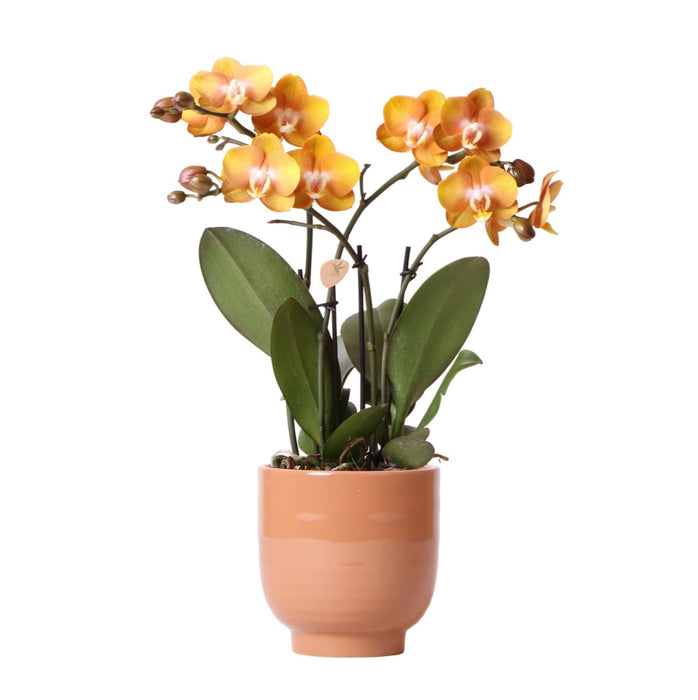 Orange Phalaenopsis Orkidé Med Cognac Emaljeret Gryde
