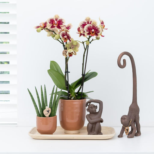 Duftende Orange Phalaenopsis Orkidé I Cognacglaseret Gryde