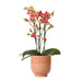 Duftende Orange Phalaenopsis Orkidé I Cognacglaseret Gryde