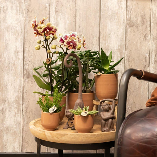Duftende Orange Phalaenopsis Orkidé I Cognacglaseret Gryde