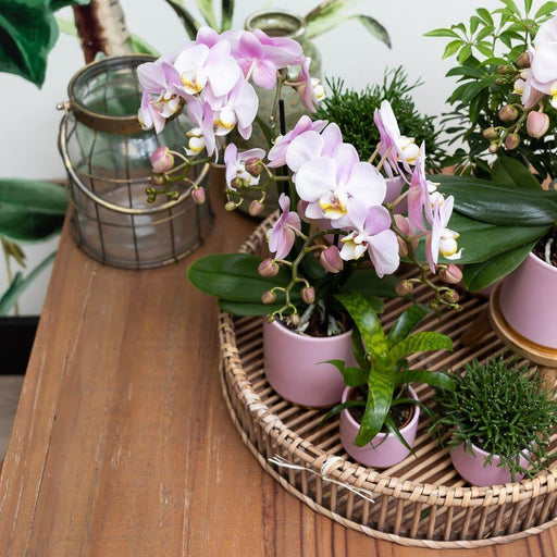 Orchid Phalaenopsis Pink Andorra I Pot Gold Foot Rose