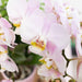 Orchid Phalaenopsis Pink Andorra I Pot Gold Foot Rose