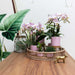 Orchid Phalaenopsis Pink Andorra I Pot Gold Foot Rose
