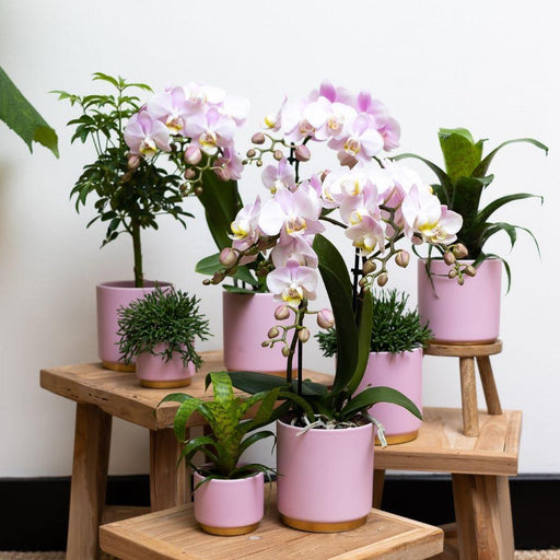 Orchid Phalaenopsis Pink Andorra I Pot Gold Foot Rose