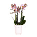Andorra Pink Phalaenopsis Orkidé I Hvid Retropotte