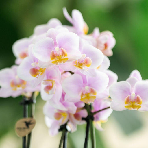 Pink Phalaenopsis Orchid - Andorra - Blomstrende Stueplante