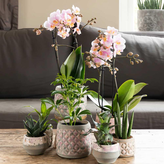 Pink Phalaenopsis Orchid - Andorra - Blomstrende Stueplante