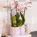 Pink Phalaenopsis Orchid - Andorra - Blomstrende Stueplante