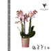 Pink Phalaenopsis Orchid - Andorra - Blomstrende Stueplante