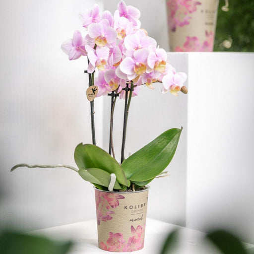 Pink Phalaenopsis Orchid - Andorra - Blomstrende Stueplante