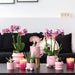 Pink Phalaenopsis Orkidé Med Glad Krus I Hvid Potte