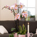 Indendørs Pink Phalaenopsis Orkidé Uden Potte