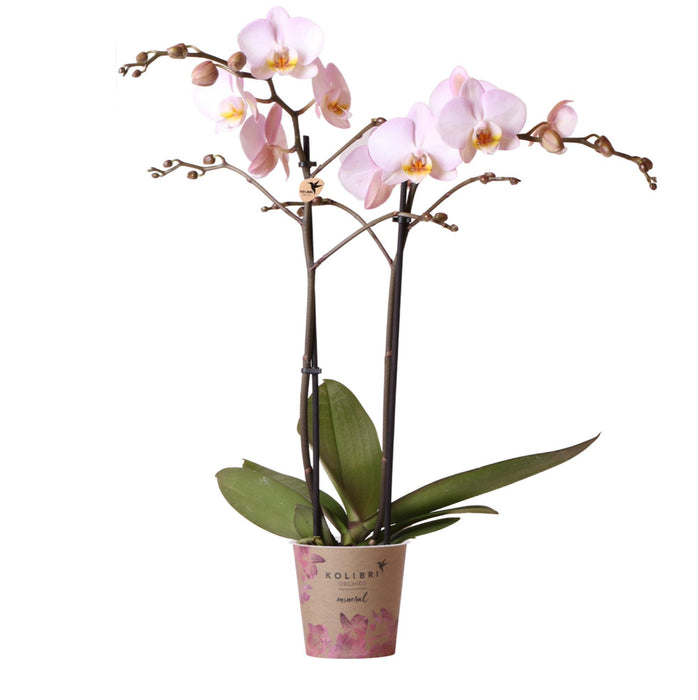 Indendørs Pink Phalaenopsis Orkidé Uden Potte