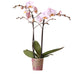 Indendørs Pink Phalaenopsis Orkidé Uden Potte