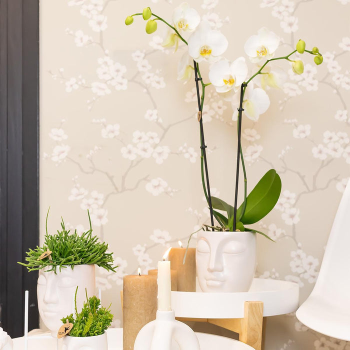 Pink Phalaenopsis Orkidé I Ansigt Til Ansigt Hvid Potte