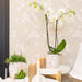 Pink Phalaenopsis Orkidé I Ansigt Til Ansigt Hvid Potte