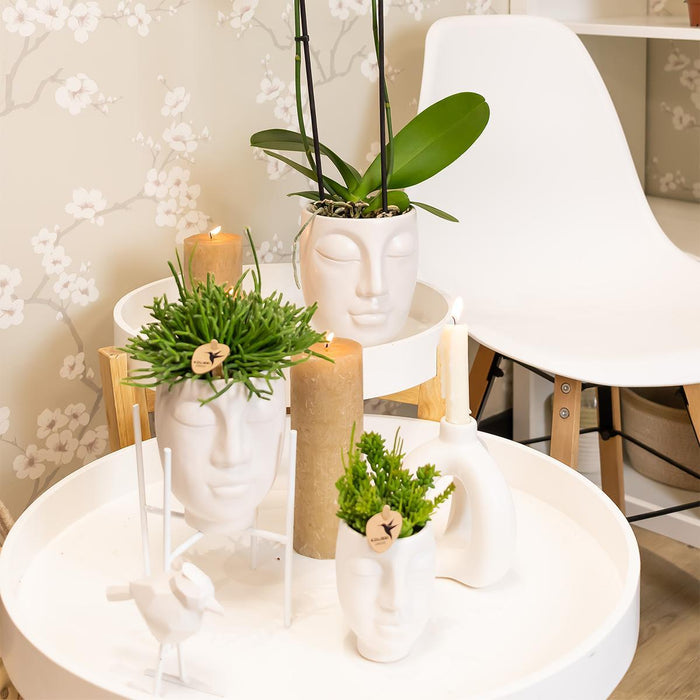 Pink Phalaenopsis Orkidé I Ansigt Til Ansigt Hvid Potte