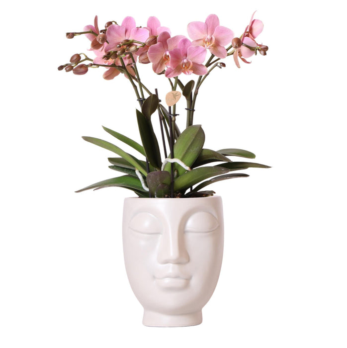 Pink Phalaenopsis Orkidé I Ansigt Til Ansigt Hvid Potte
