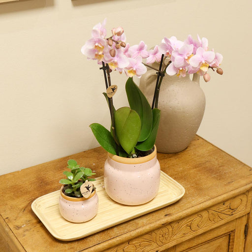 Pink Phalaenopsis Og Crassula Orkidé Med Bambusbakke