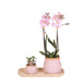 Pink Phalaenopsis Og Crassula Orkidé Med Bambusbakke