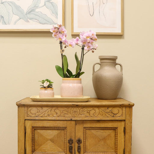 Pink Phalaenopsis Og Crassula Orkidé Med Bambusbakke