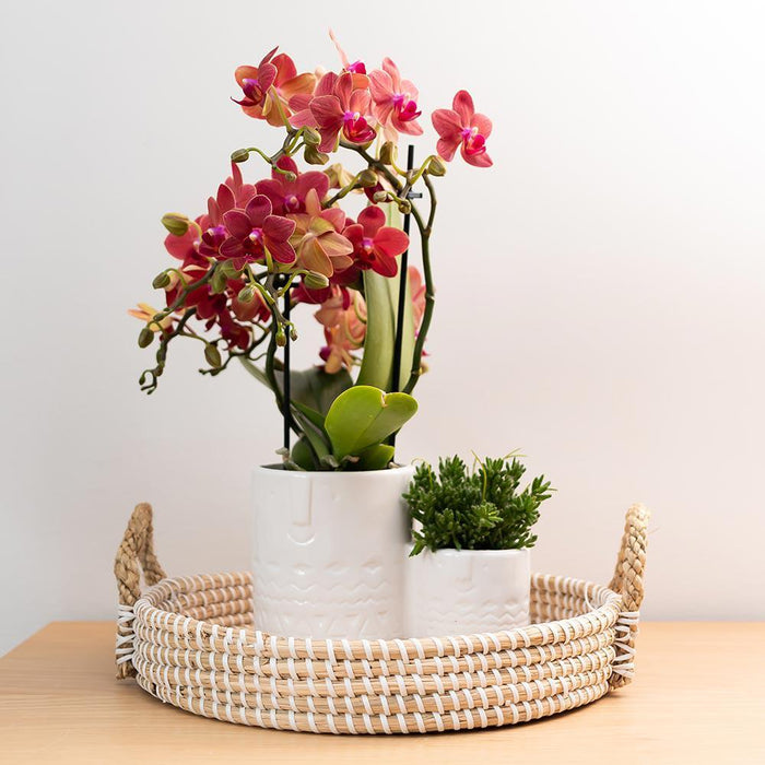 Rød Phalaenopsis Orchid - Congo - Blomstrende Stueplante