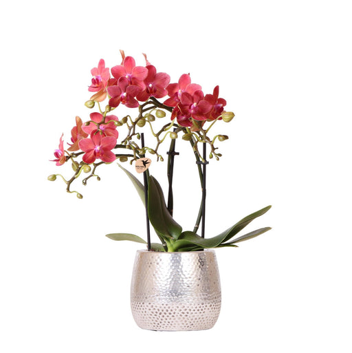 Rød Phalaenopsis Orkidé Med Sølv Elite Pot