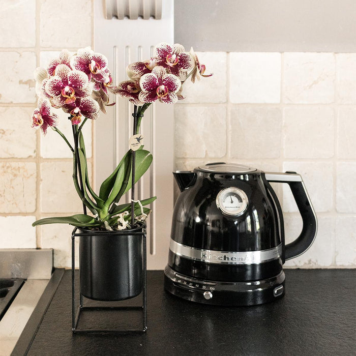 Rød-Gul Phalaenopsis Orchid - Indendørs Blomst - Spanien