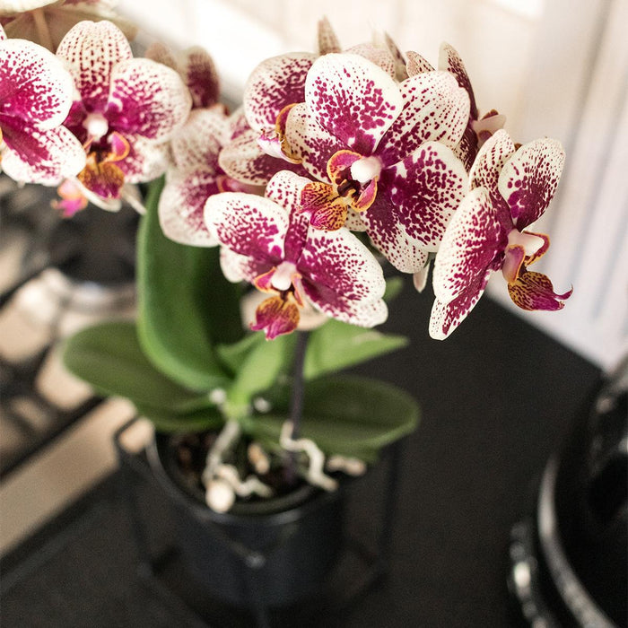 Rød-Gul Phalaenopsis Orchid - Indendørs Blomst - Spanien