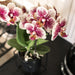 Rød-Gul Phalaenopsis Orchid - Indendørs Blomst - Spanien