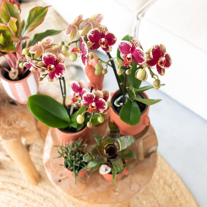 Rød-Gul Phalaenopsis Orchid - Indendørs Blomst - Spanien