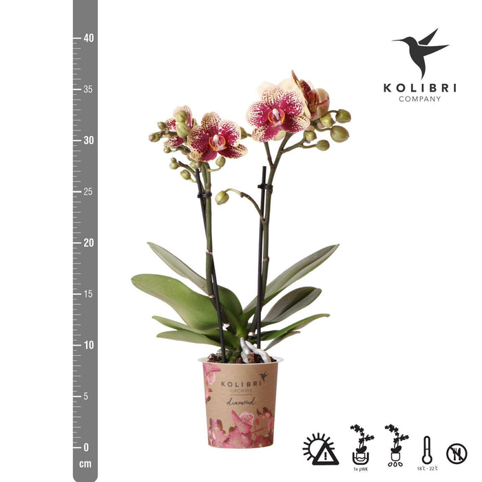 Rød-Gul Phalaenopsis Orchid - Indendørs Blomst - Spanien