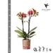 Rød-Gul Phalaenopsis Orchid - Indendørs Blomst - Spanien