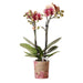 Rød-Gul Phalaenopsis Orchid - Indendørs Blomst - Spanien