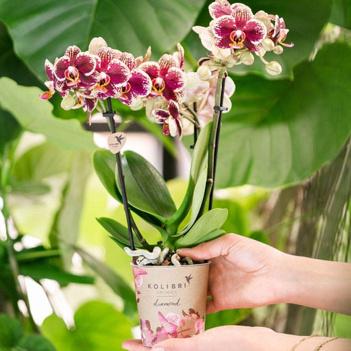 Rød-Gul Phalaenopsis Orchid - Indendørs Blomst - Spanien