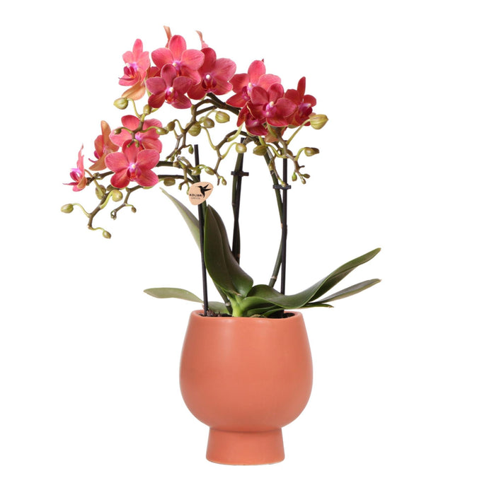 Rød/Orange Phalaenopsis Orkidé Med Scandic Terracotta Pot