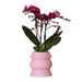 Violet Phalaenopsis Orchid Morelia I Pink Tower Pot