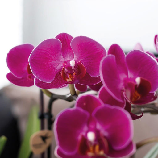 Violet Phalaenopsis Orchid Morelia I Pink Tower Pot