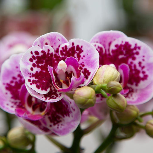 Lyserød Og Violet Orkidé Og Dens Plantekasse - H35Cm, Ø9Cm