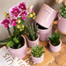 Lyserød Og Violet Orkidé Og Dens Plantekasse - H35Cm, Ø9Cm
