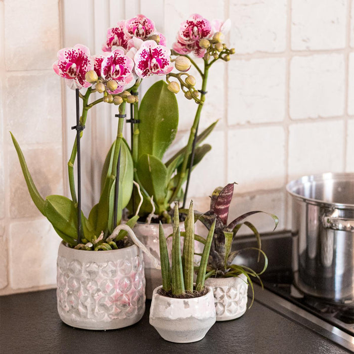 Lyserød Og Violet Orkidé Og Dens Plantekasse - H35Cm, Ø9Cm
