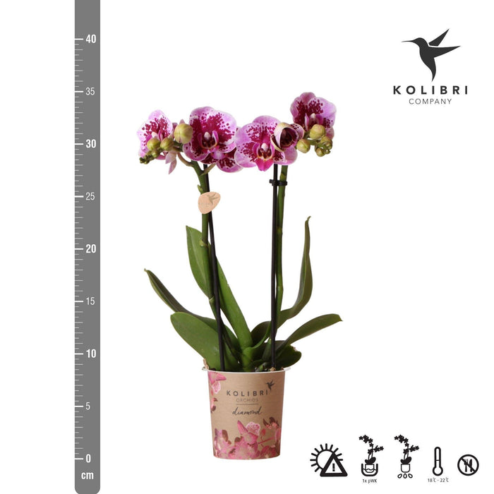 Lyserød Og Violet Orkidé Og Dens Plantekasse - H35Cm, Ø9Cm