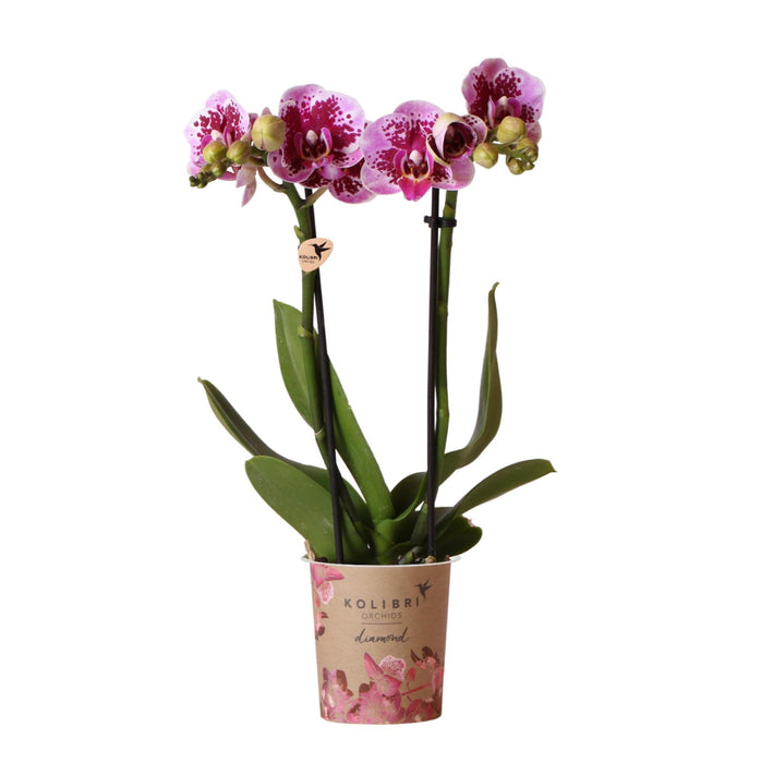 Lyserød Og Violet Orkidé Og Dens Plantekasse - H35Cm, Ø9Cm